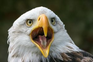 Adler_Weißkopf Adler_Weißkopf