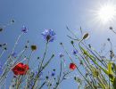 2.Platz "Rot_Blau_Sonne" von Ralf Wandke 
