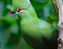 1.Platz "Knysna Lourie Nationalvogel" von Ingo Rittscher
