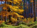 7.Platz "Herbstlaubfärbung" von Ingo Rittscher