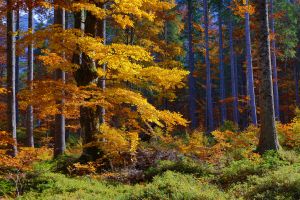 7.Platz "Herbstlaubfärbung" von Ingo Rittscher 7.Platz "Herbstlaubfärbung" von Ingo Rittscher
