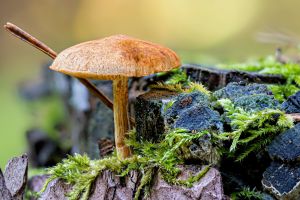 3.Platz "Schau was steht im Wald" von Ralf Wandke 3.Platz "Schau was steht im Wald" von Ralf Wandke