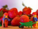 4. Platz "Erdbeeren" von Ingo Rittscher