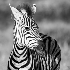 5.Platz "Zebra" von Ralf Wandke 5.Platz "Zebra" von Ralf Wandke