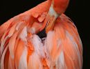 6.Platz "Vogel Flamingo" von Ingo Rittscher