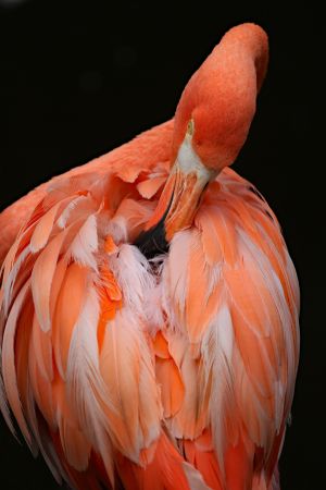 6.Platz "Vogel Flamingo" von Ingo Rittscher 6.Platz "Vogel Flamingo" von Ingo Rittscher