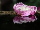 9.Platz "Pfingstrosenblüte" von Ingo Rittscher