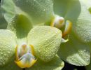 9.Platz "Phalaenopsis" von Daniela Riesner 
