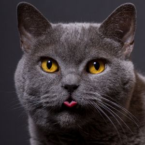 5.Platz "Katze-Äääätsch" von Ralf Wandke 5.Platz "Katze-Äääätsch" von Ralf Wandke