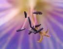 2.Platz "Stempel und Pollen" von Ralf Wandke