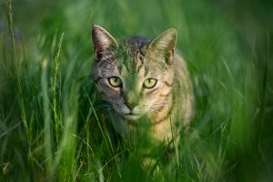 5.Platz 'On the Hunt' von Christopher Zapf 5.Platz 'On the Hunt' von Christopher Zapf