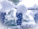 1.Platz 'Der nächste Eiswein' von Evi Mayer