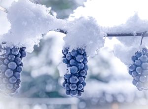 1.Platz 'Der nächste Eiswein' von Evi Mayer 1.Platz 'Der nächste Eiswein' von Evi Mayer