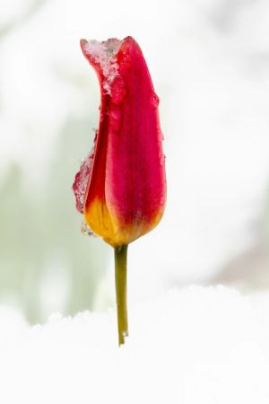10.platz letzter schnee vorm fruehling von curd jaenisch 10.platz letzter schnee vorm fruehling von curd jaenisch