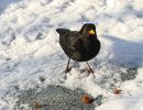 10.platz  schneerosinen  von curd jaenisch