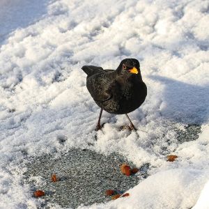 10.platz schneerosinen von curd jaenisch 10.platz schneerosinen von curd jaenisch
