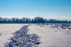 10.platz spur im schnee von rudi bock 10.platz spur im schnee von rudi bock