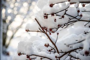 18.platz neuschnee im fruehling von hermann weiss 18.platz neuschnee im fruehling von hermann weiss