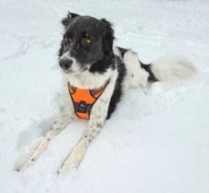 18.platz schneeschock von samantha mitosinka 18.platz schneeschock von samantha mitosinka