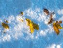 3.Platz 'Blätter im Schnee' von Rudi Bock