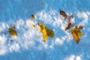 3.Platz 'Blätter im Schnee' von Rudi Bock 3.Platz 'Blätter im Schnee' von Rudi Bock