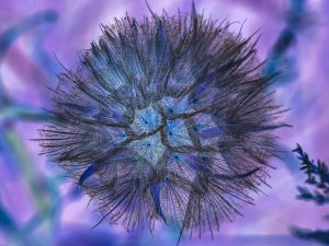 1.Platz 'Pusteblume' von Alfred Heigl 