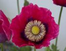 9.Platz 'In voller Blüte' von Alfred Heigl