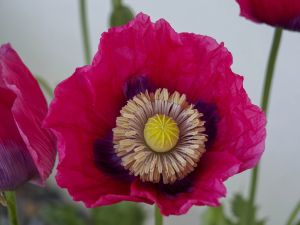 9.Platz 'In voller Blüte' von Alfred Heigl