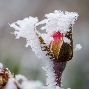 4.Platz 'Spätfrost' von Hermann Weiß 4.Platz 'Spätfrost' von Hermann Weiß