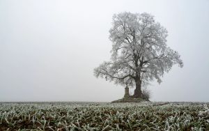 6.Platz 'Eiskalt einsam' von Hermann Weiß 6.Platz 'Eiskalt einsam' von Hermann Weiß