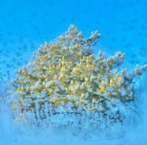 6.Platz 'Frostige Aussicht' von Evi Mayer 6.Platz 'Frostige Aussicht' von Evi Mayer
