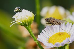 5.Platz 'Gänseblümchen mit Besuch' von Hermann Weiß 5.Platz 'Gänseblümchen mit Besuch' von Hermann Weiß