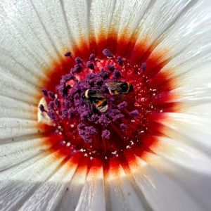 8.Platz 'Fleissige Hummel' von Ruth Hase 8.Platz 'Fleissige Hummel' von Ruth Hase