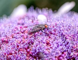 8.Platz 'Fliege auf Hortensie' von Helmut Schwalm 8.Platz 'Fliege auf Hortensie' von Helmut Schwalm