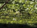 5.Platz 'Teichfrosch' von Alex Hilbig