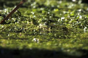 5.Platz 'Teichfrosch' von Alex Hilbig