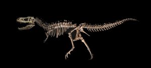 5.Platz 'Urzeit' von Samantha Mitosinka