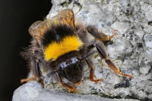 9.Platz 'Insekt Hummel' von Curd Jaenisch