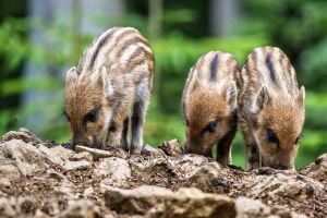 7.Platz 'Wildschweinchen' von Ralf Wandke