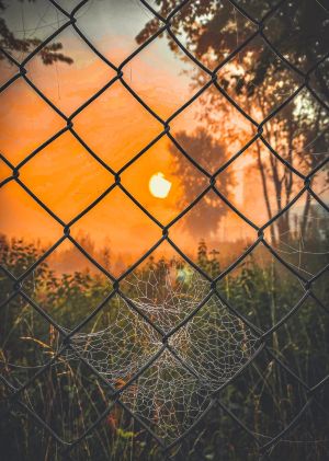 1.Platz 'Netze im Sonnenaufgang'' von Evi Mayer 1.Platz 'Netze im Sonnenaufgang'' von Evi Mayer