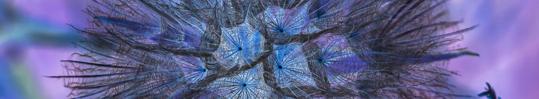 1.platz pusteblume  von alfred heigl 