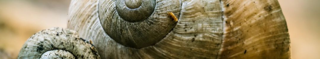 4.platz  die natur als kuenstler  von hermann weiss