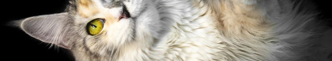 4.platz stubentiger von georg wilhelm