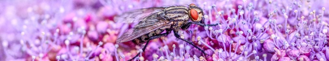 8.platz  flieg auf hortensie  von helmut schwalm