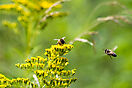 Bienen
