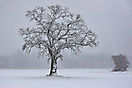 2021_Februar