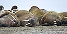 Walrossgruppe_SPI_4787akl