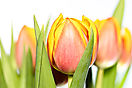 Tulpe_rotgelb